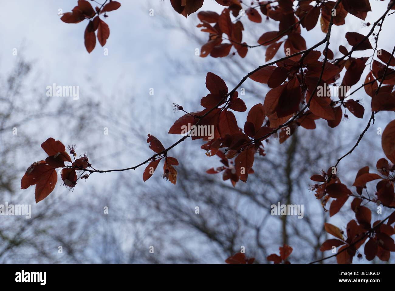 Farbenfrohe Nahaufnahme der roten Blätter eines Fagus sylvatica, oder einer europäischen Buche, im Herbst oder Fall von oben Stockfoto