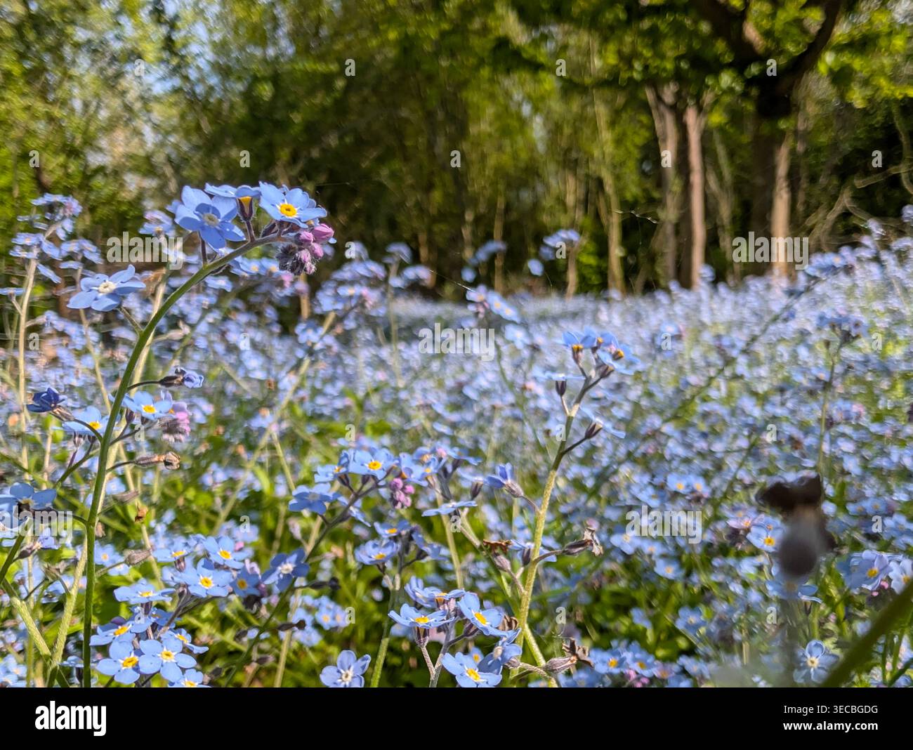 Holz-Vergiss-mich-nicht (Myosotis sylvatica) Stockfoto