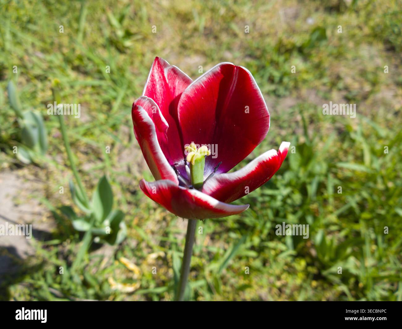 Eine auffällige dunkelrote Tulpe (Tulipa) mit weißkantigen Blüten und gelben Staubblättern, die an einem hellen Frühlingstag in einem Garten blühen. Stockfoto