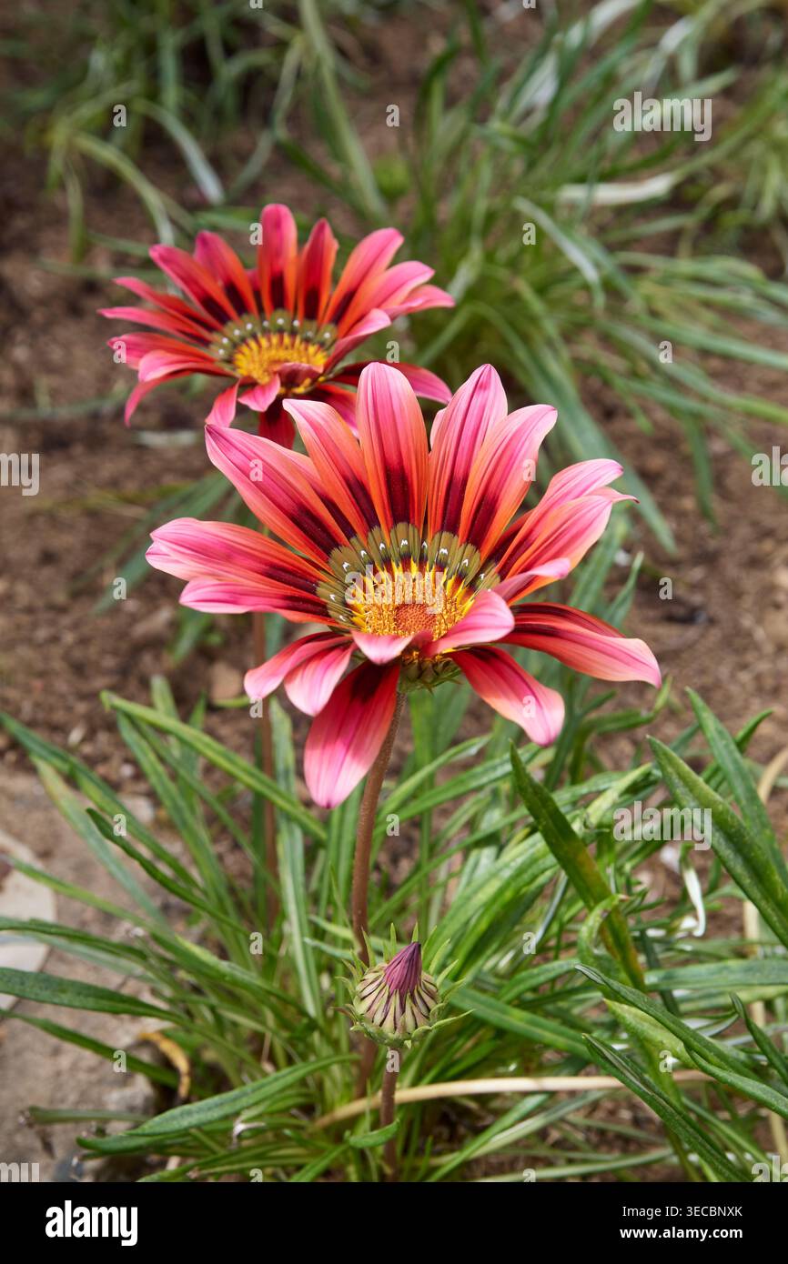 Zwei rötlich-rosa Gazania-Blüten mit gelben Mittelpunkten im Garten, grünen Blättern und Erde, Blickwinkel mit weichem Fokus Stockfoto