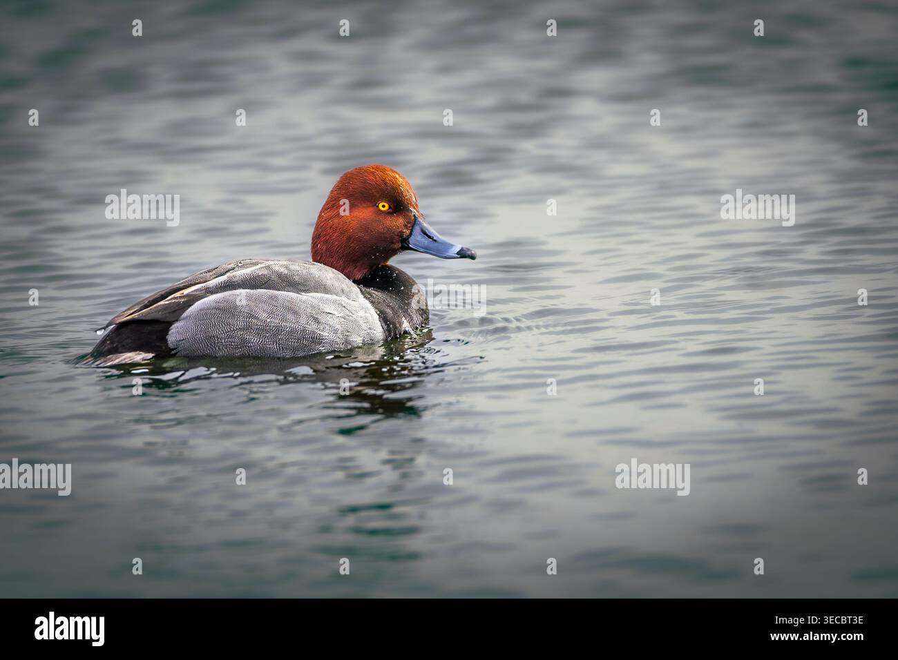 Eine männliche Rothaarige (Aythya americana) schwimmt im LaSalle Park, Burlington, Ontario, Kanada, Stockfoto