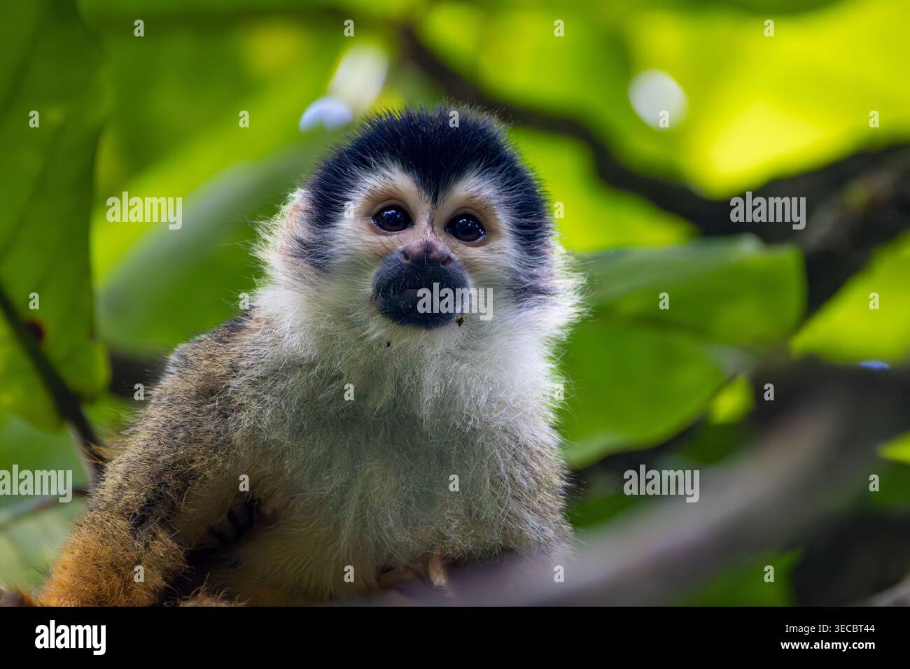 Mittelamerikanischer Eichhörnchenaffe in Bäumen Stockfoto