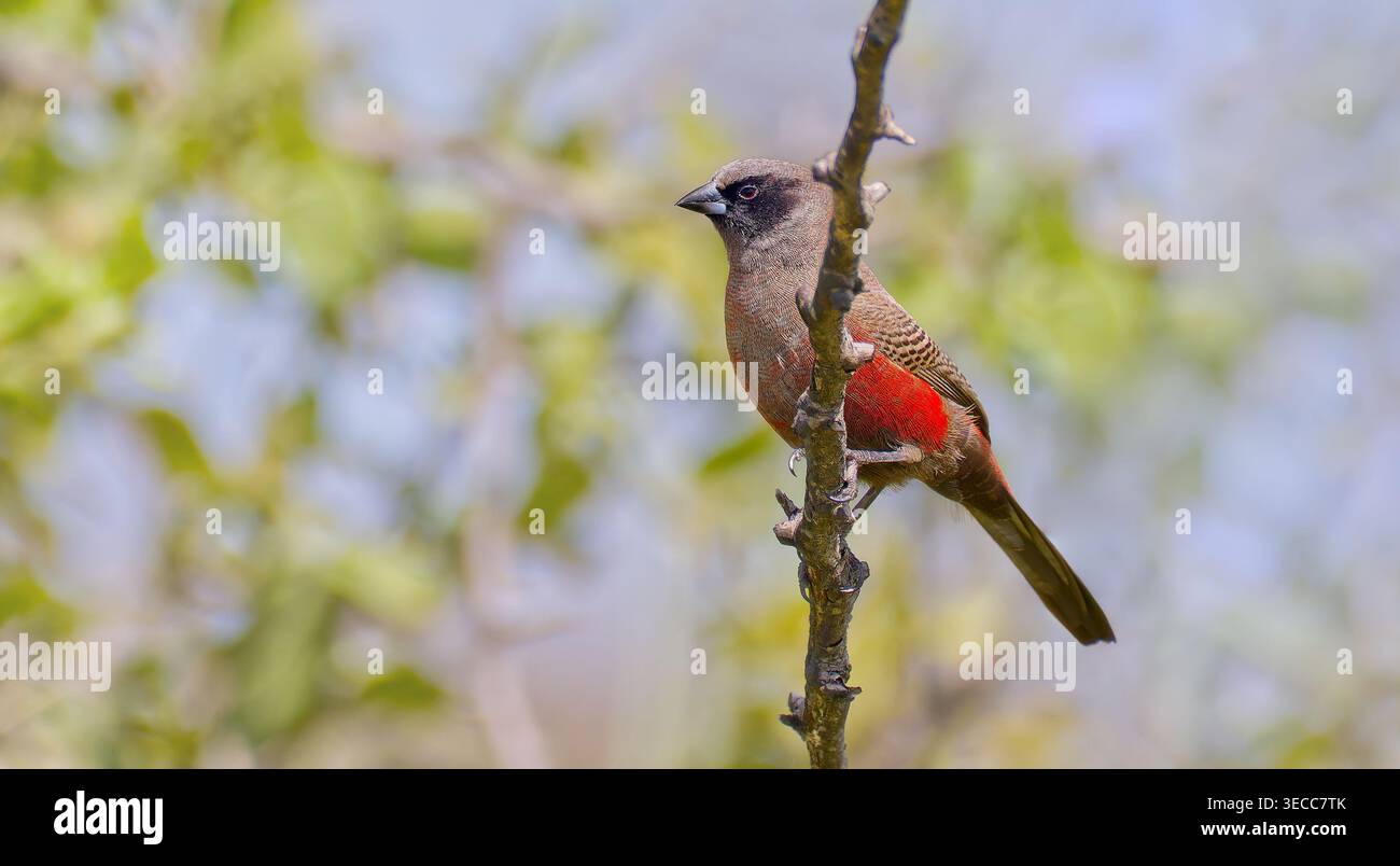 Ein kleiner roter und grauer fink, der schwarze Wachsschnabel (Brunhilda erythronotos), der auf einem Ast thronte, Zaagkuildrift Rd, Kgomo-Kgomo, Südafrika, ZA Stockfoto