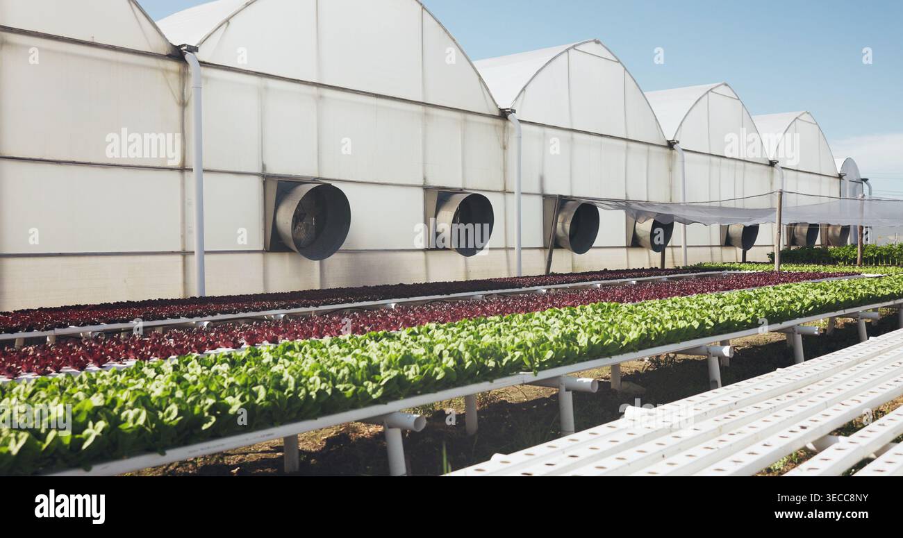 Gewächshaus, Landwirtschaft und Pflanzen für Wachstum im Freien, Anbau und Nachhaltigkeit mit Gemüse. Blattgrün, Natur und Agrarwirtschaft mit Stockfoto