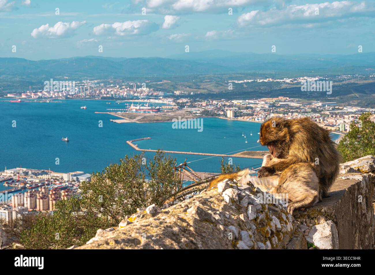 Zwei Berbermakaken pflegen sich auf einer Steinmauer mit Panoramablick auf die Bucht, den Hafen und die Stadt von Gibraltar. Die Szene spielt auf einem Su Stockfoto