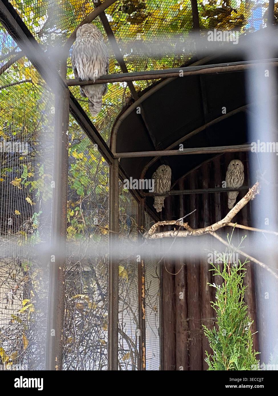 Eulen im Zoogehege, natürliches Licht, Wildtierbeobachtungsszene - Smartphone-aufgenommenes Stockfoto