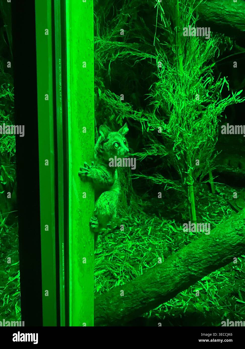 Kleine nächtliche Tierklettergehege im Zoo, stimmungsvolle Grünlichtszene - Smartphone-aufgenommenes Stockfoto