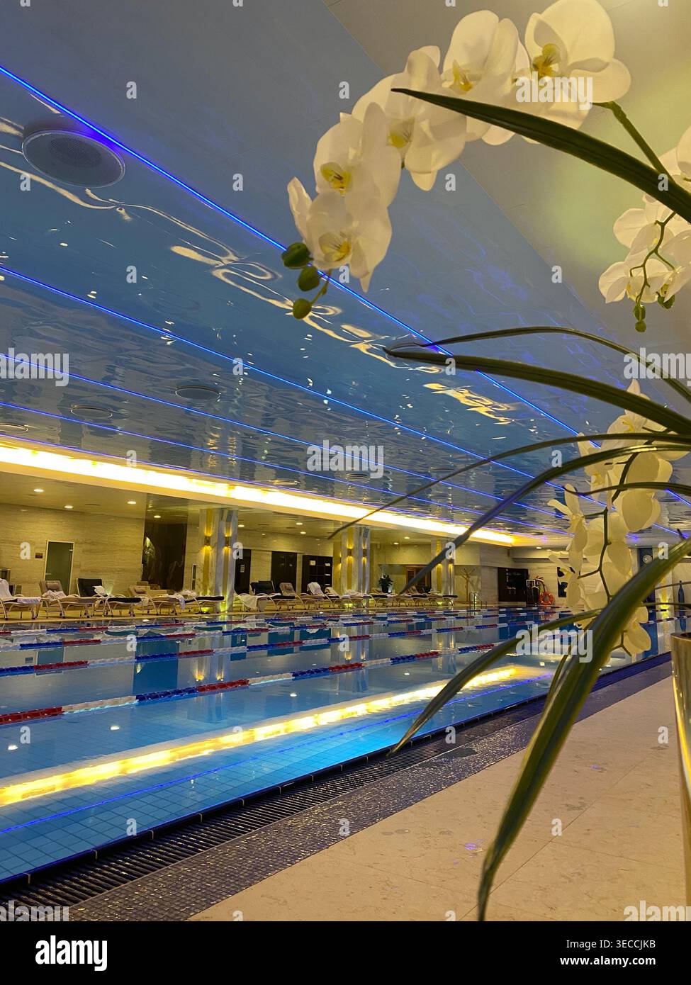 Hallenbad mit Liegestühlen und Orchideenblumen, moderne Spa-Atmosphäre Stockfoto