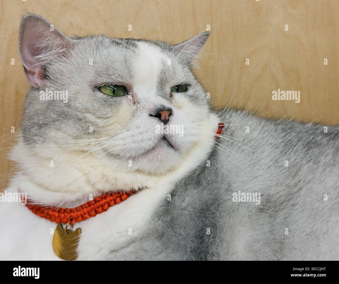 Hauskatze mit grauem und weißem Fell und lebhaften grünen Augen liegt friedlich vor einem warmen Holzhintergrund Stockfoto