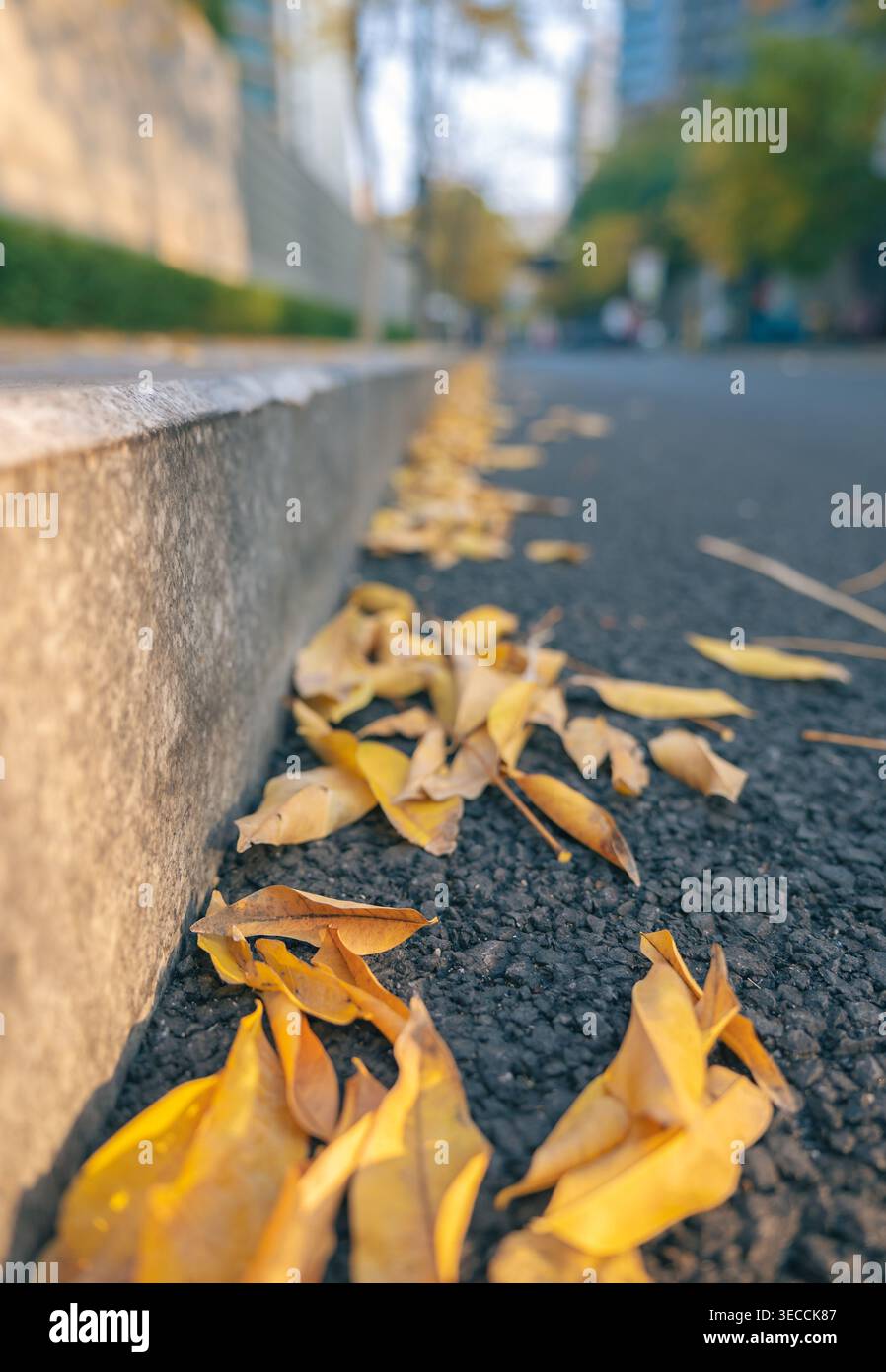 Goldene Herbstblätter verstreut auf einer dunklen Asphaltstraße neben einer strukturierten Betonkante unter weichem Morgenlicht Stockfoto