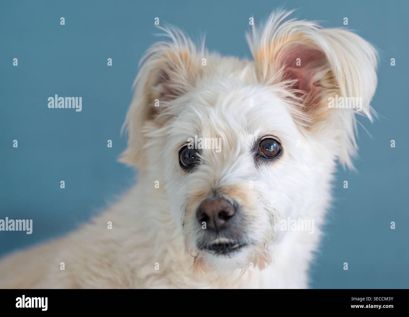 Ein ausdrucksstarker weißer Hund mit flauschigen Ohren und dunklen Augen blickt in Innenräumen vor einer ruhigen blauen Wand Stockfoto