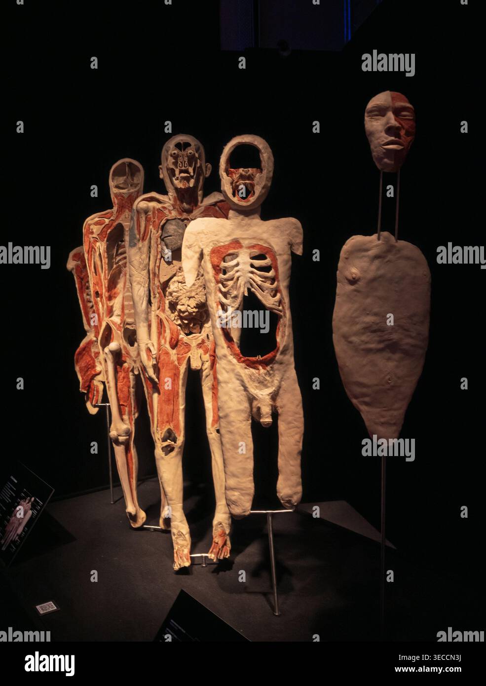 Moskau, Russland -, 18. Juni 2021: Plastinierte menschliche Exponate in den Körperwelten Moskau zeigen komplizierte Körpersysteme für das öffentliche Lernen Stockfoto
