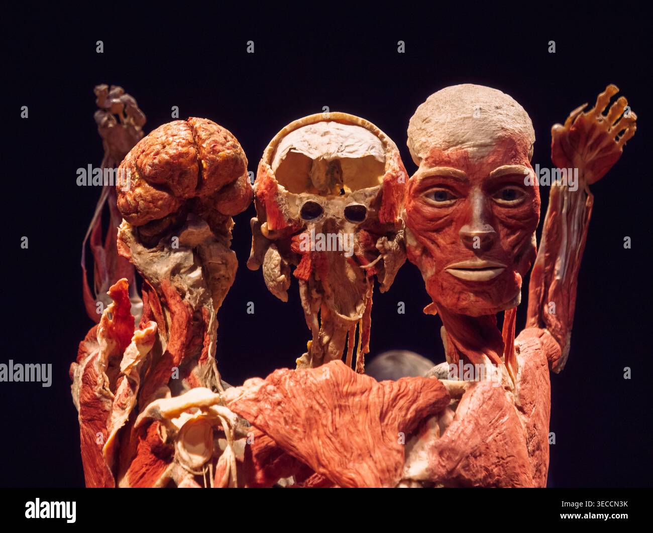 Moskau, Russland -, 18. Juni 2021: Plastinierte menschliche Körper mit exponierten Gehirnen und Gesichtsmuskulatur auf der Ausstellung Körperwelten in Moskau Stockfoto