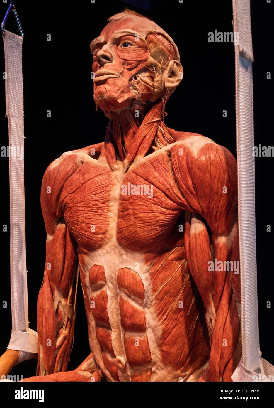 Moskau, Russland -, 18. Juni 2021: Plastinatausstellung für die menschliche Anatomie in den Körperwelten Moskau, die das Muskelsystem während einer Gymnastikringhaltung enthüllt Stockfoto