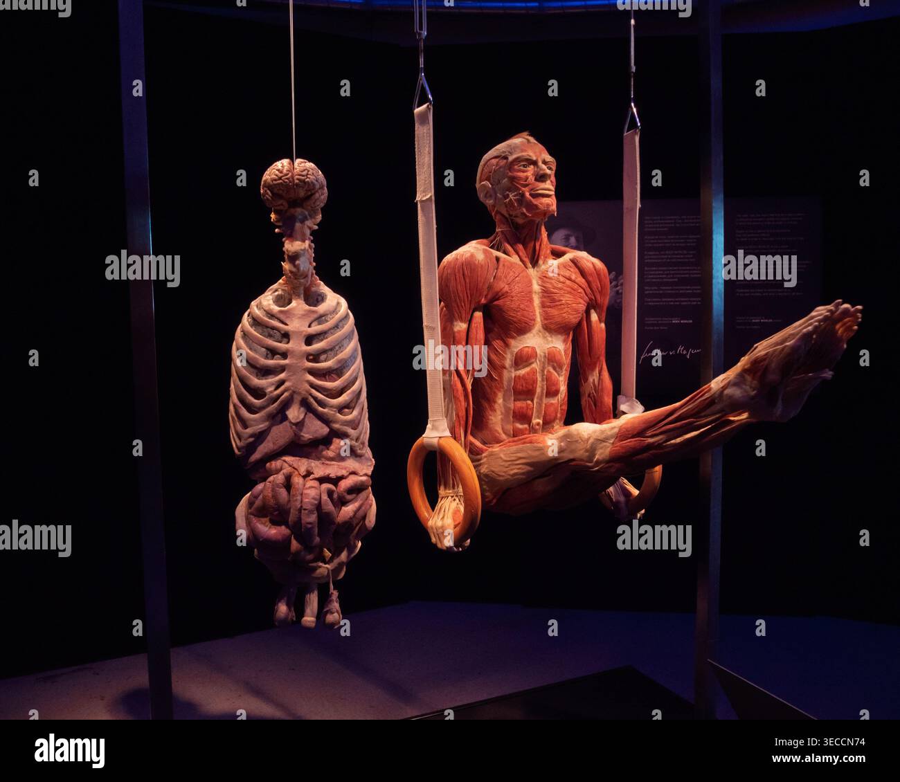 Moskau, Russland -, 18. Juni 2021: Plastinatausstellung für die menschliche Anatomie in den Körperwelten Moskau, die das Muskelsystem während einer Gymnastikringhaltung enthüllt Stockfoto