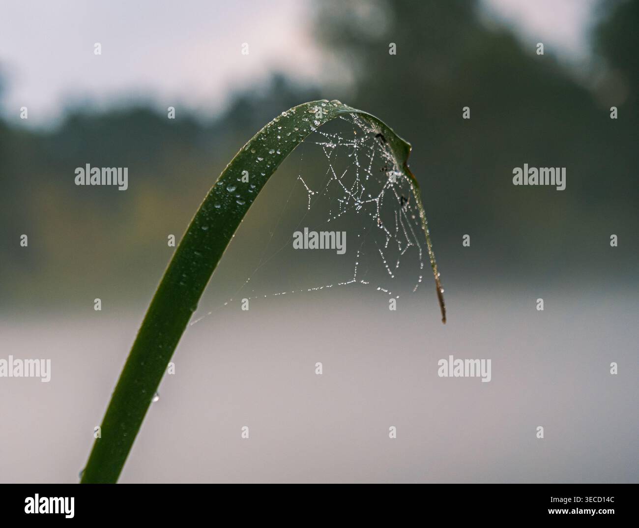 Zartes Spinnennetz bedeckt mit Morgentaupfchen auf einer grünen Grasklinge in einer friedlichen natürlichen Umgebung Stockfoto