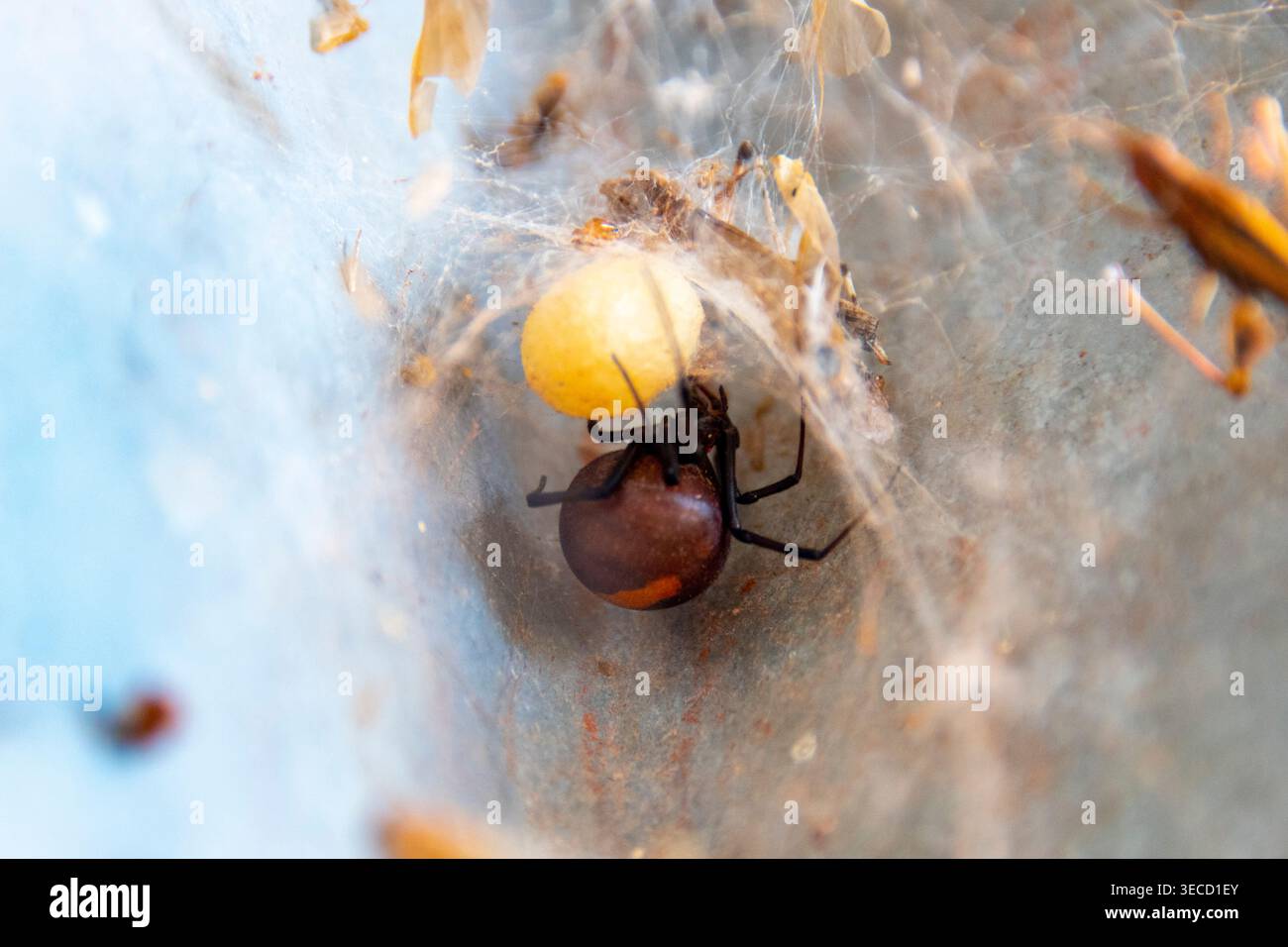 Weibliche Redbackspinne mit Ei-SAC Stockfoto