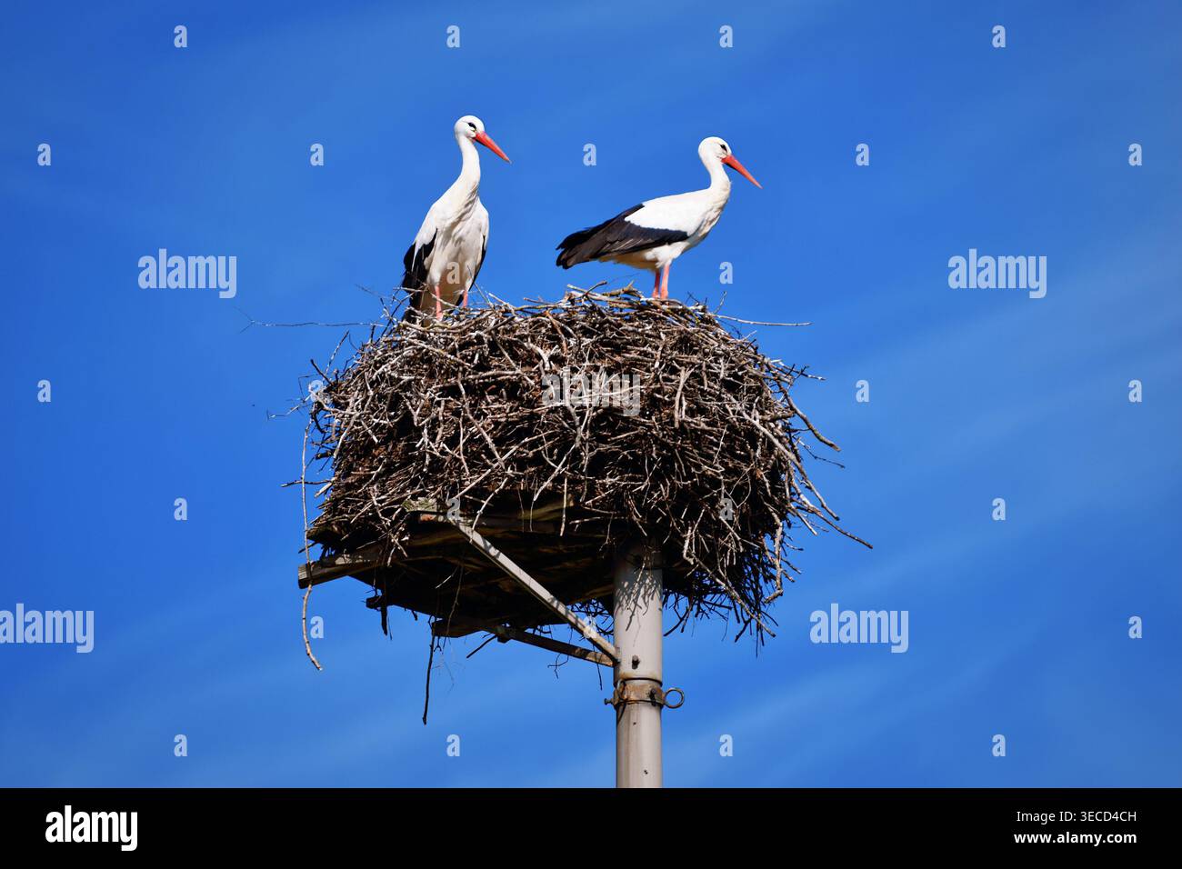 Zwei Störche in einem Nest vor einem klaren blauen Himmel Stockfoto