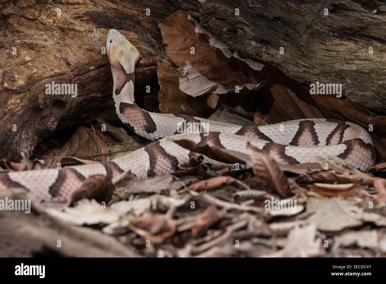 Ein östlicher Kupferkopf, Agkistrodon contortrix, eine giftige Schlange in Gefangenschaft in Costa Rica. Aus dem Osten der Vereinigten Staaten. Stockfoto