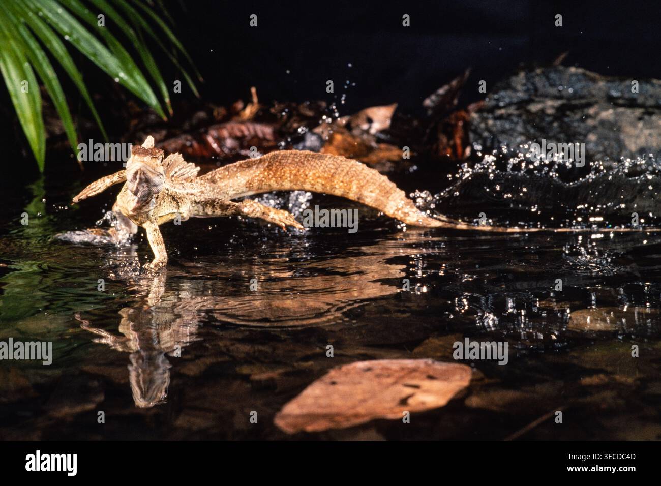 Ein erwachsener gemeiner Basilisk, Basiliscus basiliscus, läuft in flachem Wasser in Panama. Stockfoto