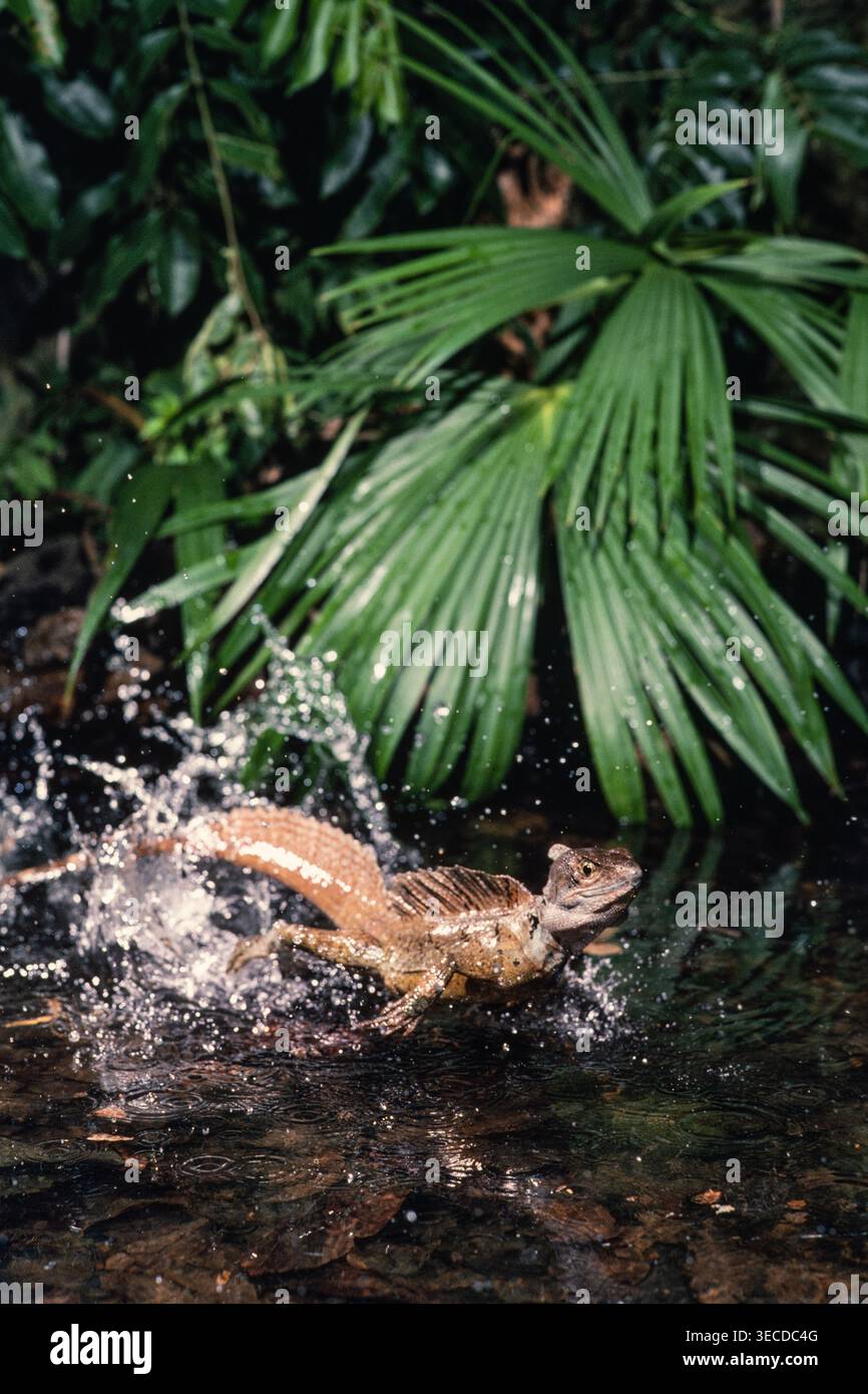 Ein erwachsener gemeiner Basilisk, Basiliscus basiliscus, läuft in flachem Wasser in Panama. Stockfoto