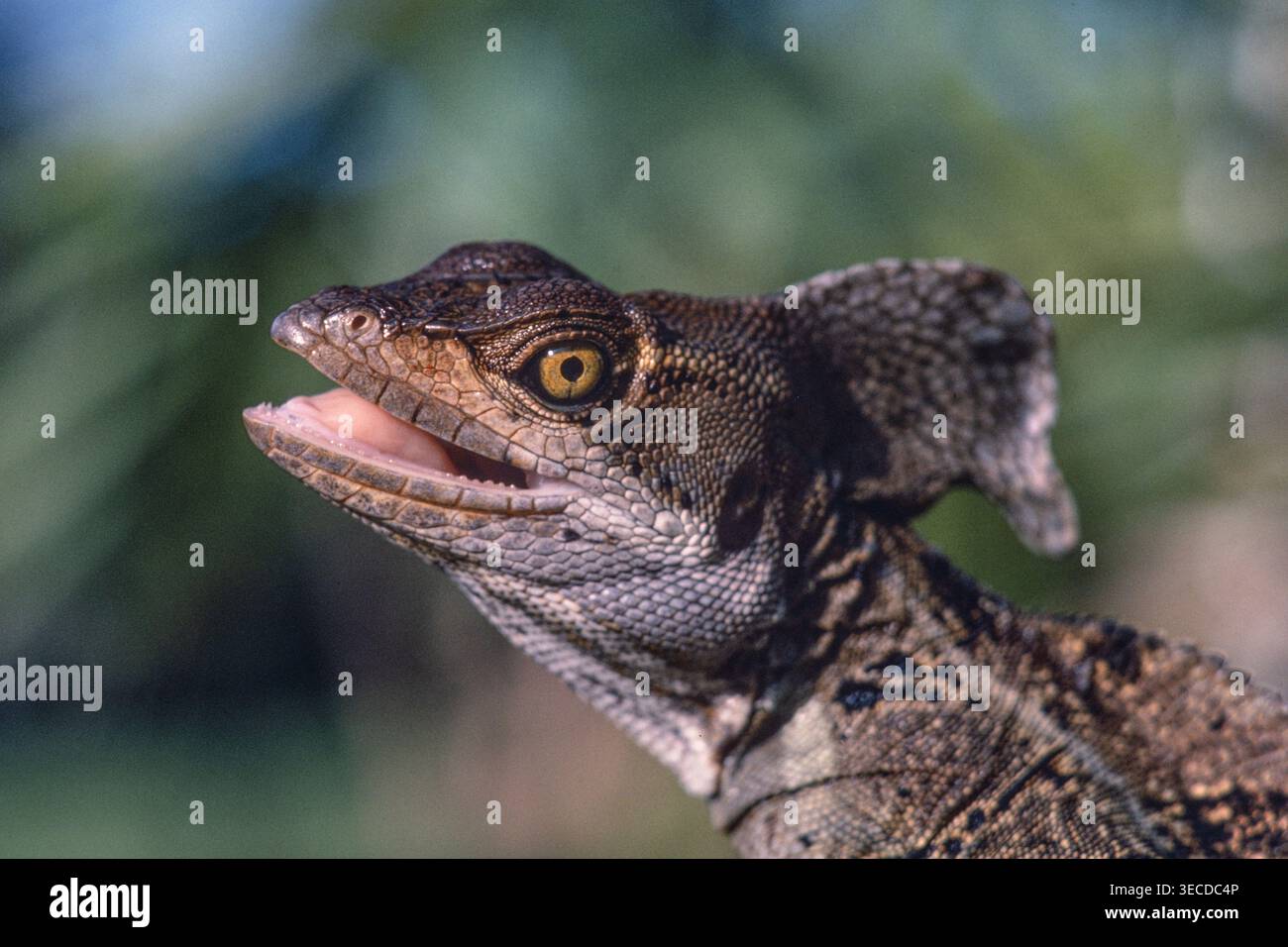 Porträt eines männlichen gewöhnlichen Basilisken, Basiliscus basiliscus, in Panama mit dem großen Wappen am Hals. Stockfoto