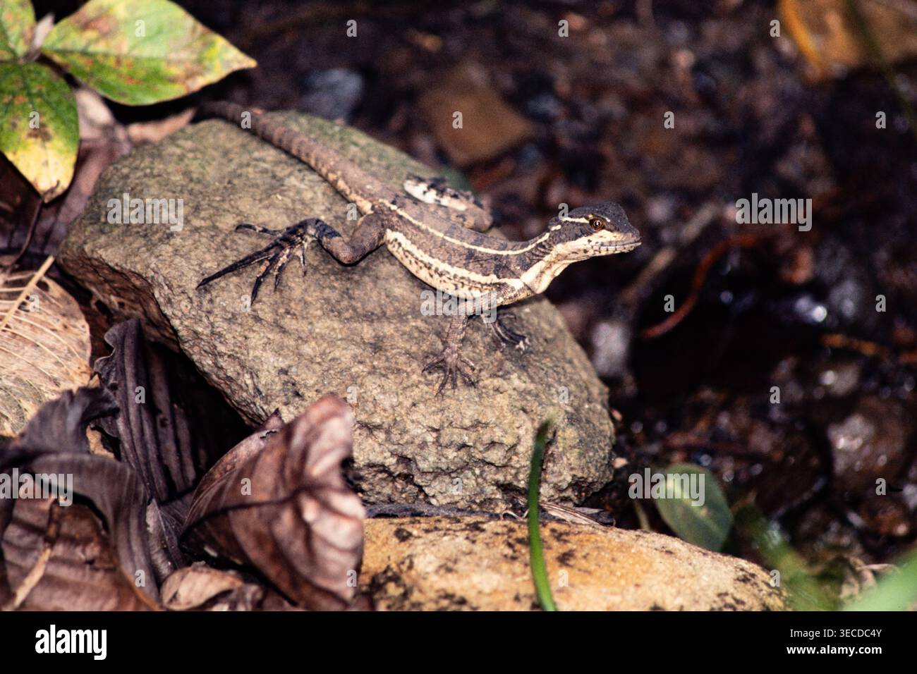 Ein kleiner junger gemeiner Basilisk, Basiliscus basiliscus, thront auf einem Felsen im Regenwald von Panama. Stockfoto