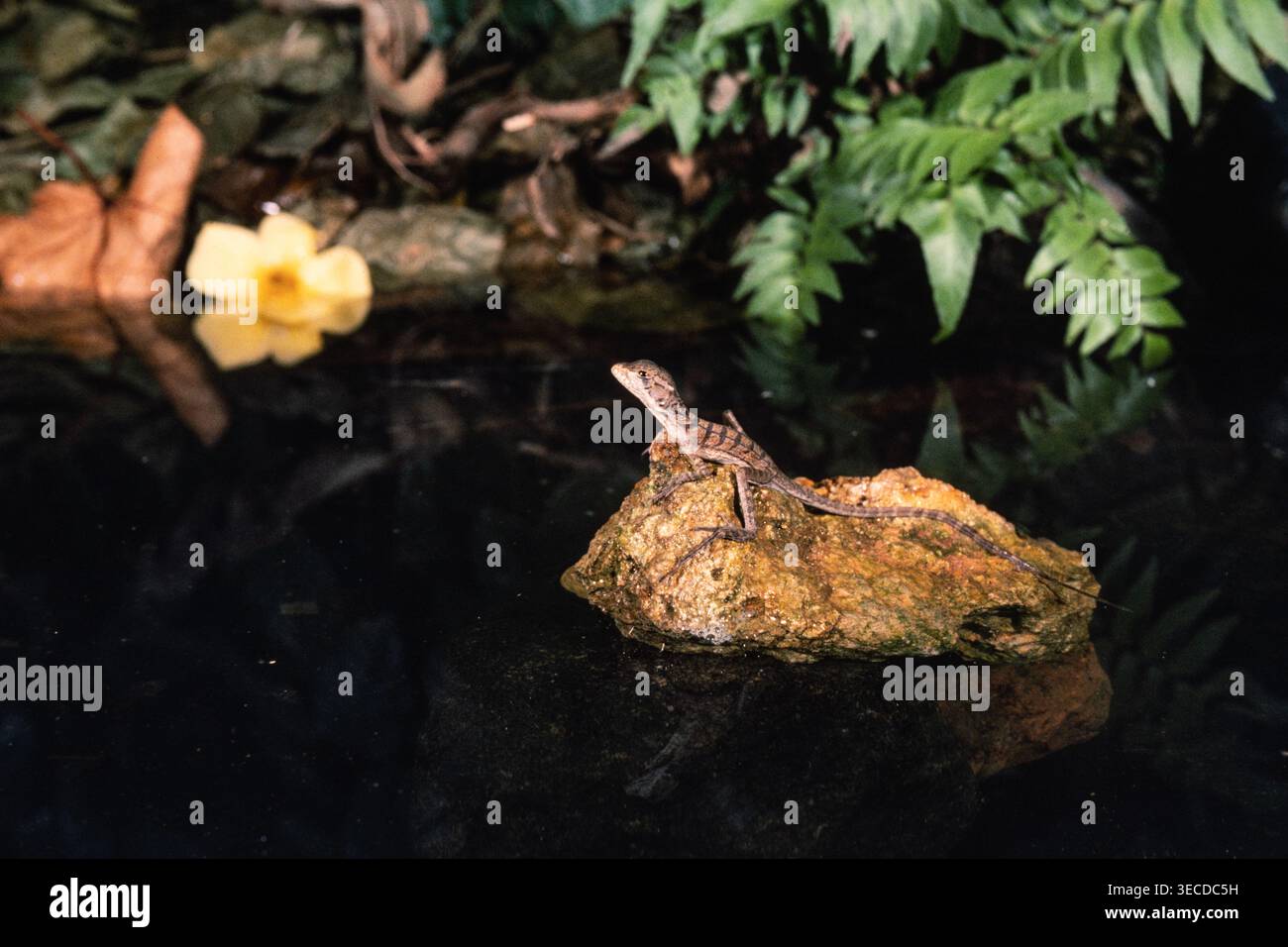 Ein kleiner junger gemeiner Basilisk, Basiliscus basiliscus, thront auf einem Felsen in einem kleinen Becken in Panama. Stockfoto