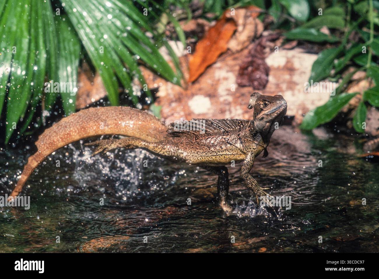Ein gemeiner Basilisk, Basiliscus basiliscus, der in flachem Wasser in Panama läuft. Stockfoto