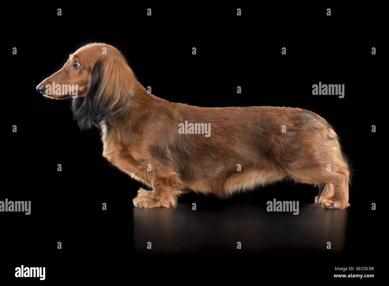 Entzückender langhaariger brauner Dackel, der auf schwarzem Hintergrund steht Stockfoto