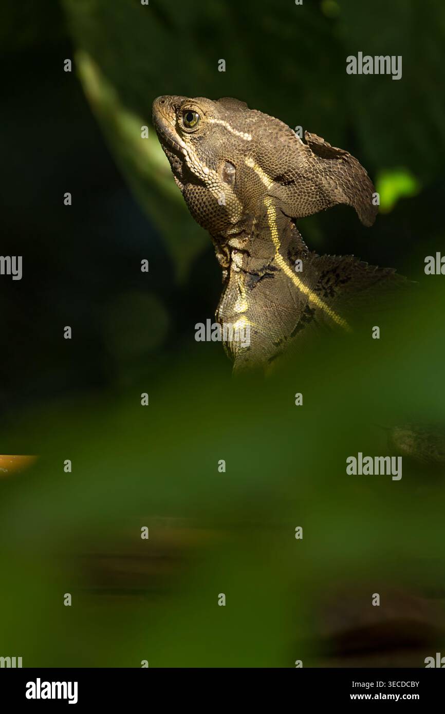 Ein gemeinsamer Basilisk, Basiliscus basiliscus, der durch das Grün Costa Ricas vom Manuel Antonio Nationalpark gesehen wird. Stockfoto