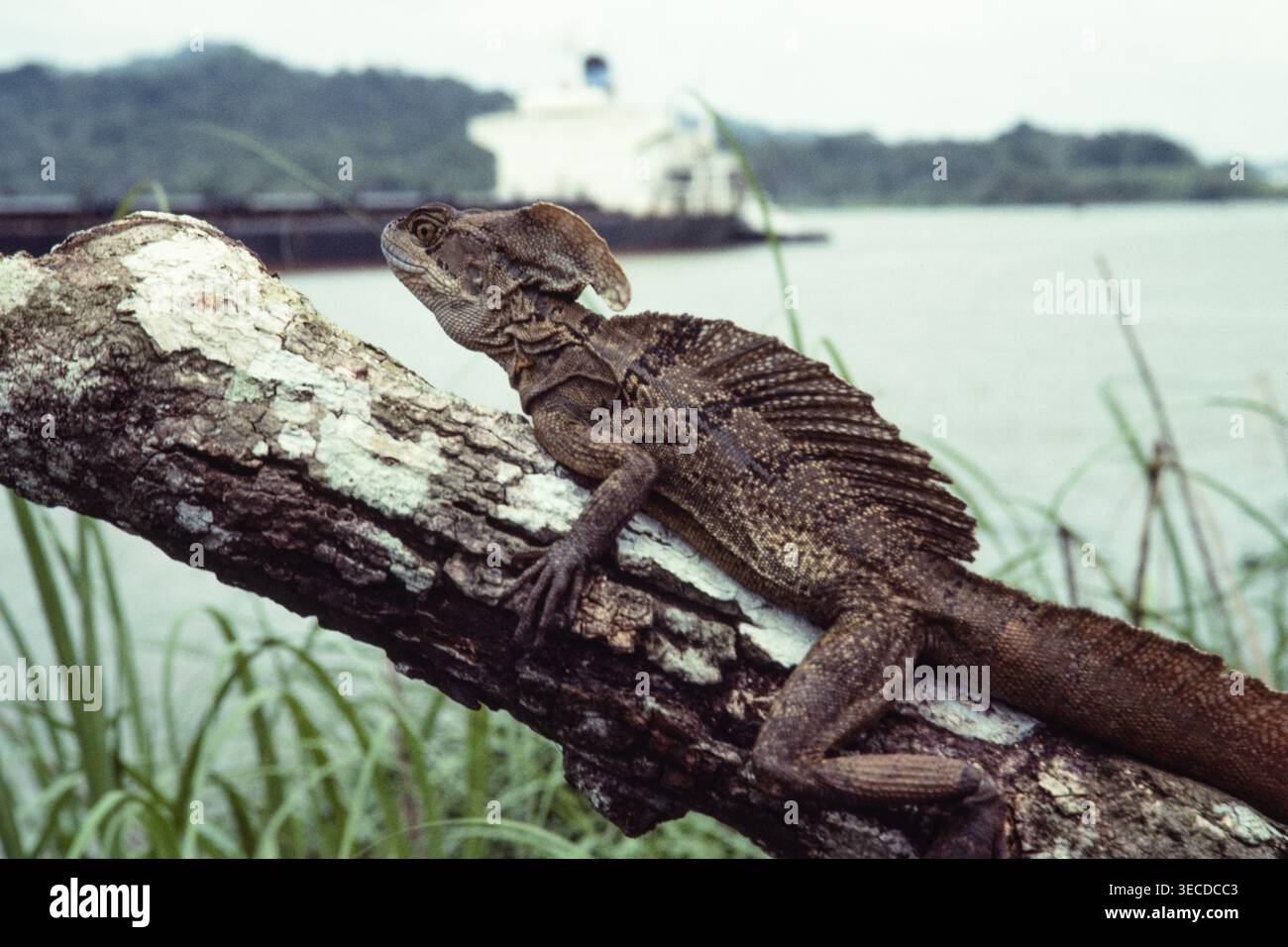 Ein männlicher gemeiner Basilisk, Basiliscus basiliscus, der auf einem Baumstamm am Panamakanal thront, während ein Schiff in Panama vorbeifährt. Stockfoto
