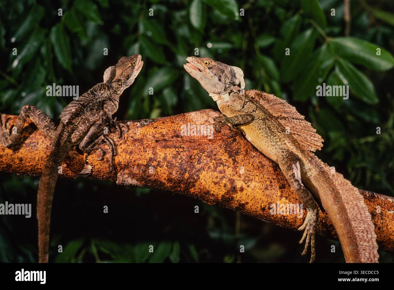 Zwei männliche Basilisken, Basiliscus basiliscus, stehen in einer territorialen Ausstellung auf einem Zweig in Panama gegenüber. Stockfoto