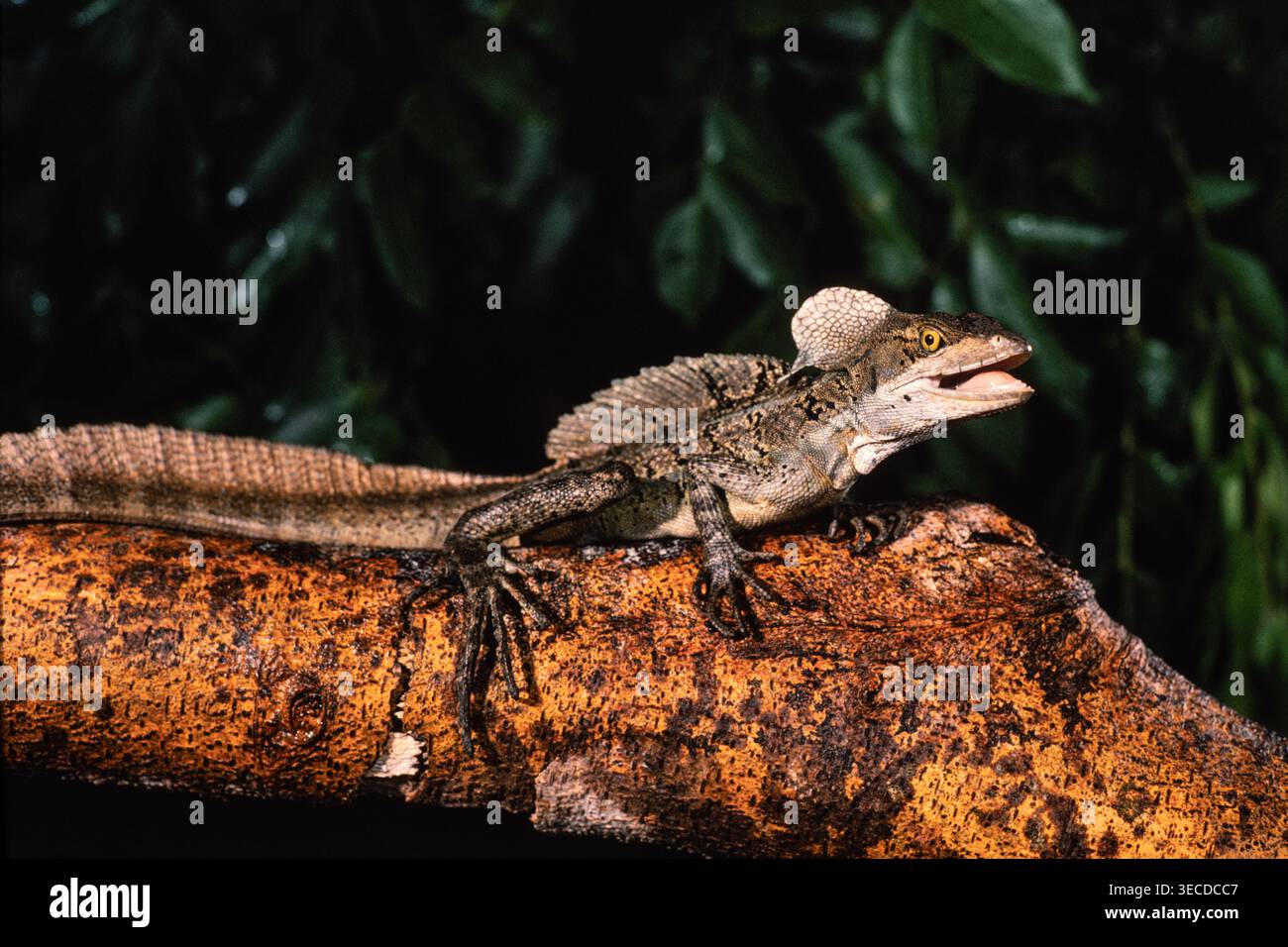 Ein männlicher Basilisk, Basiliscus basiliscus, sitzt auf einem Bein in Panama. Stockfoto