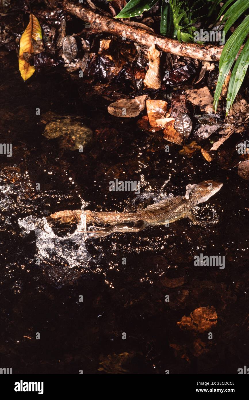 Ein erwachsener gemeiner Basilisk, Basiliscus basiliscus, läuft in flachem Wasser in Panama. Stockfoto