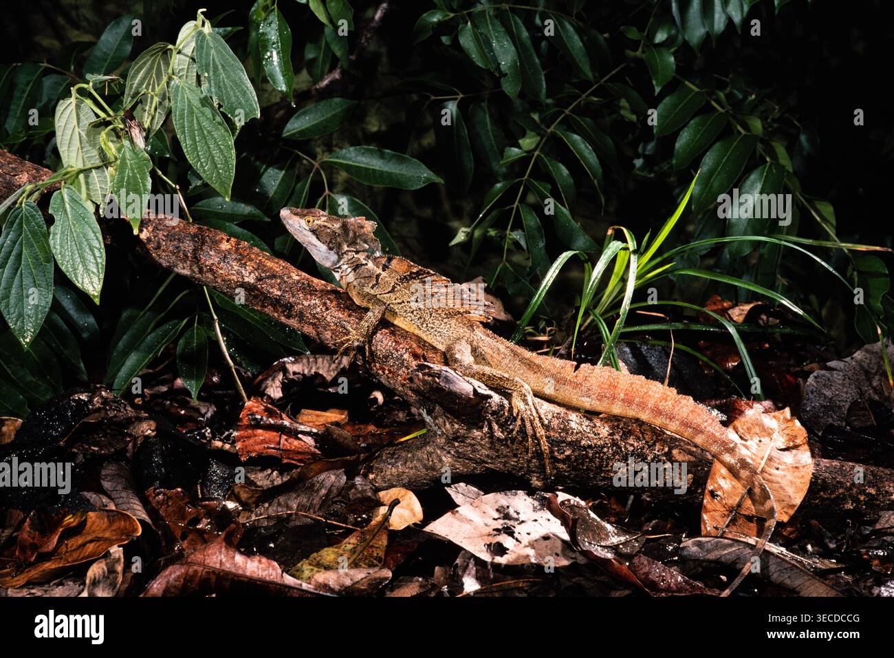 Ein gemeiner Basilisk, Basiliscus basiliscus, der ein großes Insekt auf einem Blatt in Panama verfolgt. Stockfoto