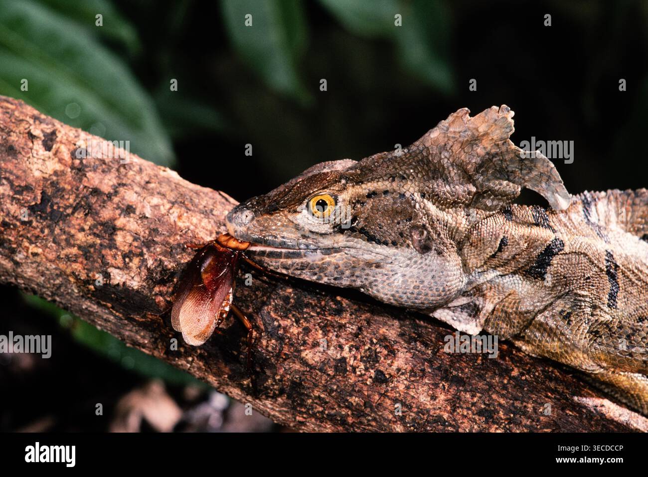Ein gemeiner Basilisk, Basiliscus basiliscus, isst ein großes Insekt in Panama. Stockfoto