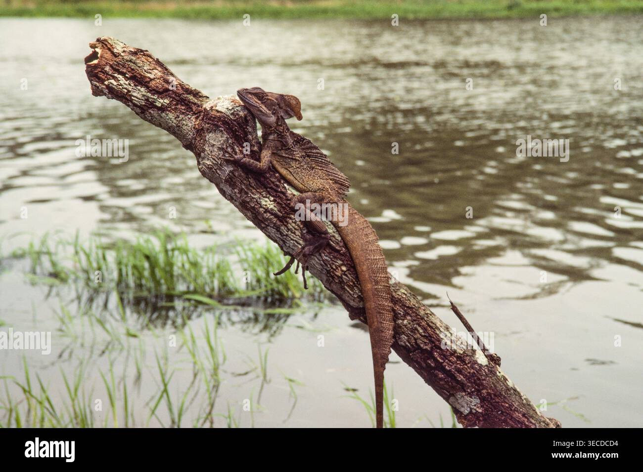 Ein männlicher gemeiner Basilisk, Basiliscus basiliscus, der auf einem Baumstamm in der Nähe des Wassers im Regenwald von Panama thront. Stockfoto