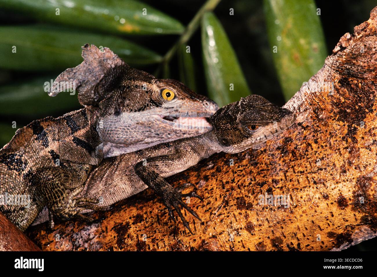 Bei der Paarung hält der männliche Basilisk basiliscus basiliscus das Weibchen mit seinen Zähnen am Hals. Panama. Stockfoto