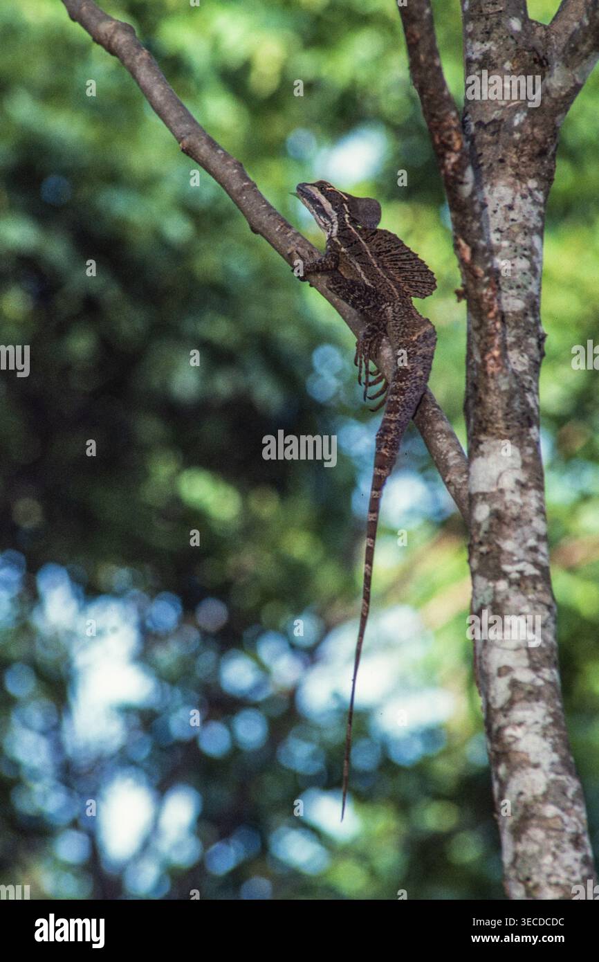 Ein männlicher gemeiner Basilisk, Basiliscus basiliscus, thront in einem Baum im Regenwald von Panama. Stockfoto