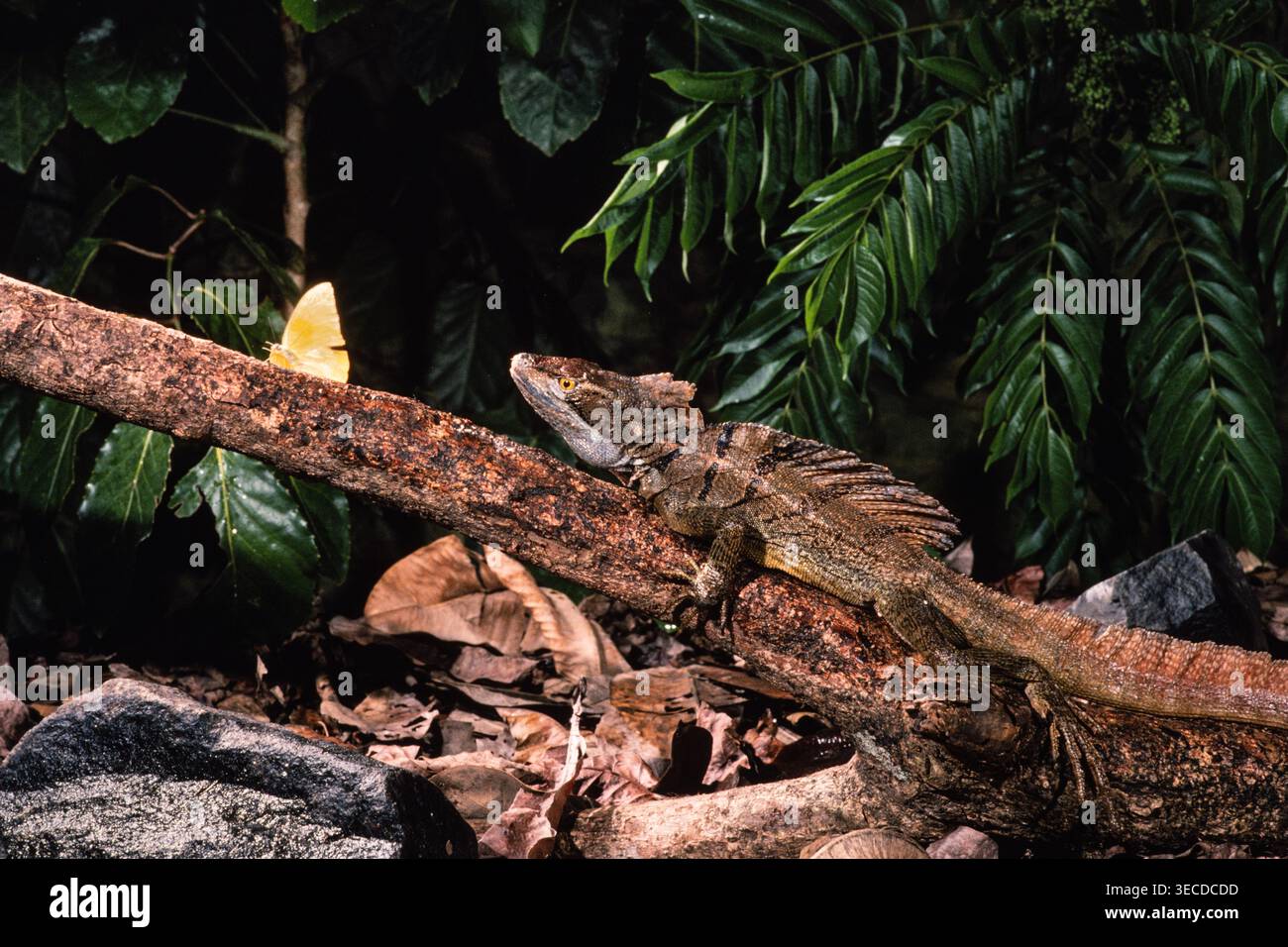 Ein gemeiner Basilisk, Basiliscus basiliscus, der einen Schmetterling auf einem Baumstamm in Panama verfolgt. Stockfoto