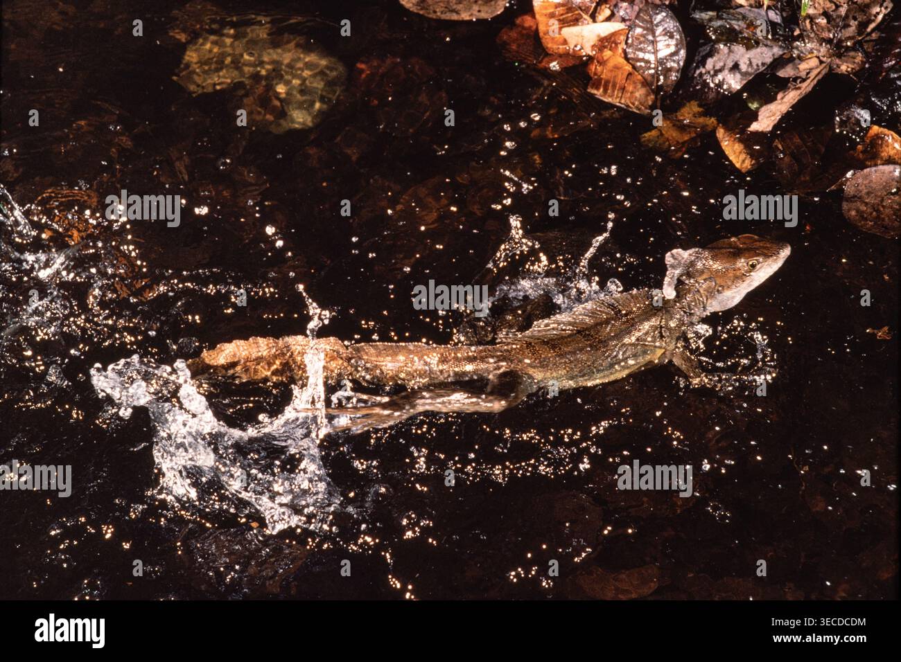 Ein erwachsener gemeiner Basilisk, Basiliscus basiliscus, läuft in flachem Wasser in Panama. Stockfoto