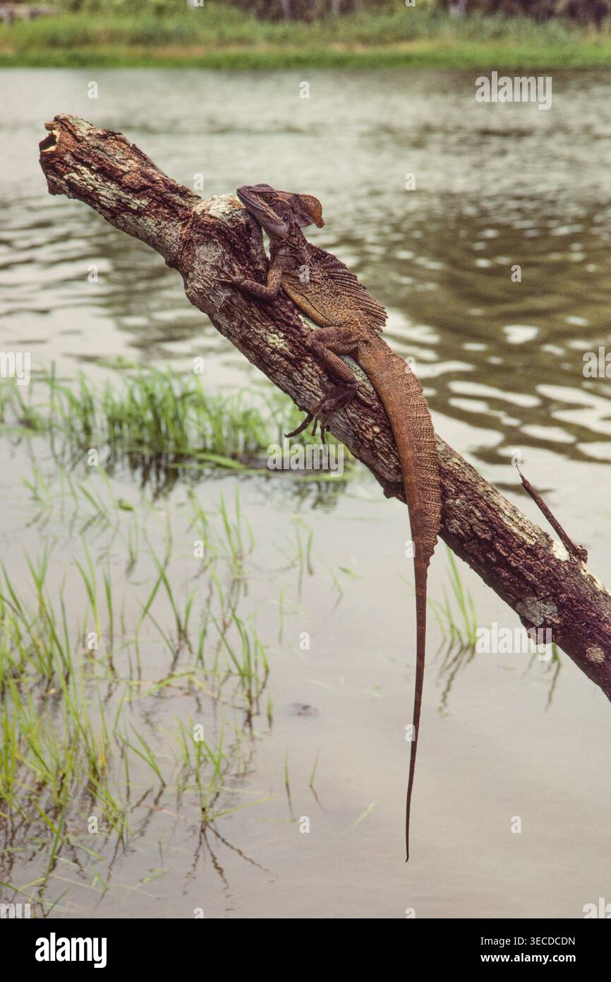 Ein männlicher gemeiner Basilisk, Basiliscus basiliscus, der auf einem Baumstamm in der Nähe des Wassers im Regenwald von Panama thront. Stockfoto