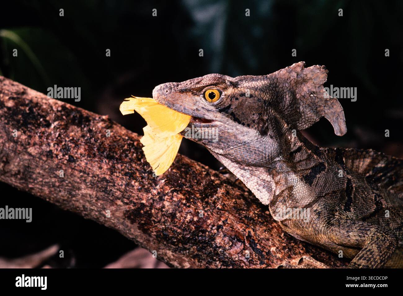 Ein gemeiner Basilisk, Basiliscus basiliscus, isst einen gelben Schmetterling in Panama. Stockfoto