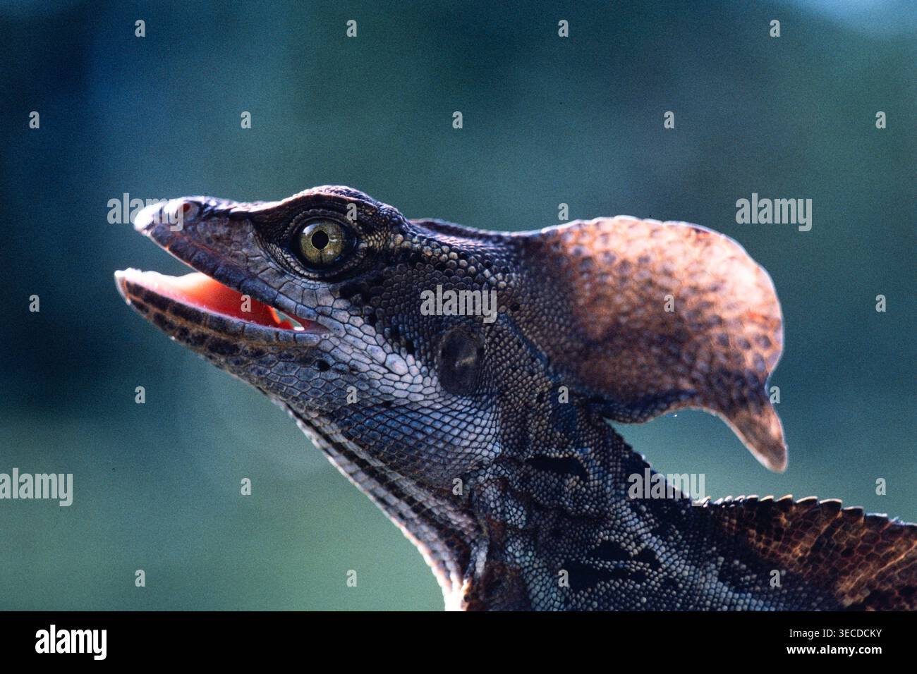 Porträt eines männlichen gewöhnlichen Basilisken, Basiliscus basiliscus, in Panama mit dem großen Wappen am Hals. Stockfoto