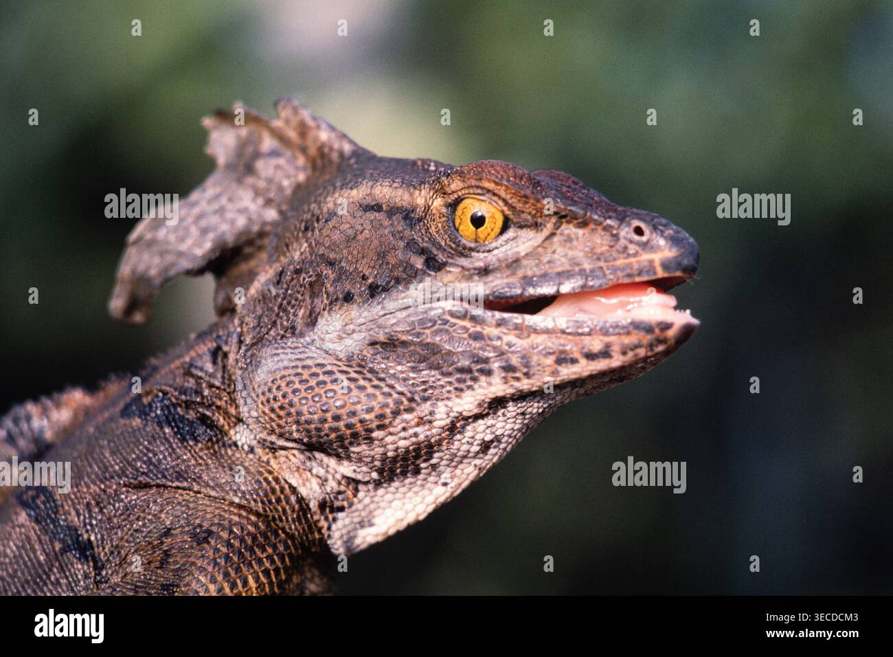 Porträt eines männlichen gewöhnlichen Basilisken, Basiliscus basiliscus, in Panama mit dem großen Wappen am Hals. Stockfoto