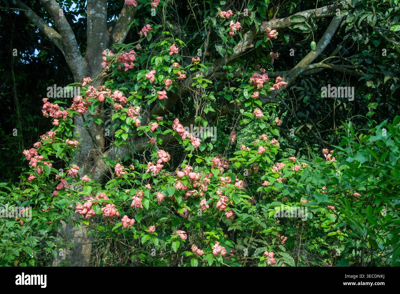 Mussaenda erythrophylla oder roter Fahnenstrauch mit rosa Lachsblättern, die eine Weinrebe auf einem Baumstamm bedecken und eine leuchtende Blume gegen grünes Laub bilden Stockfoto