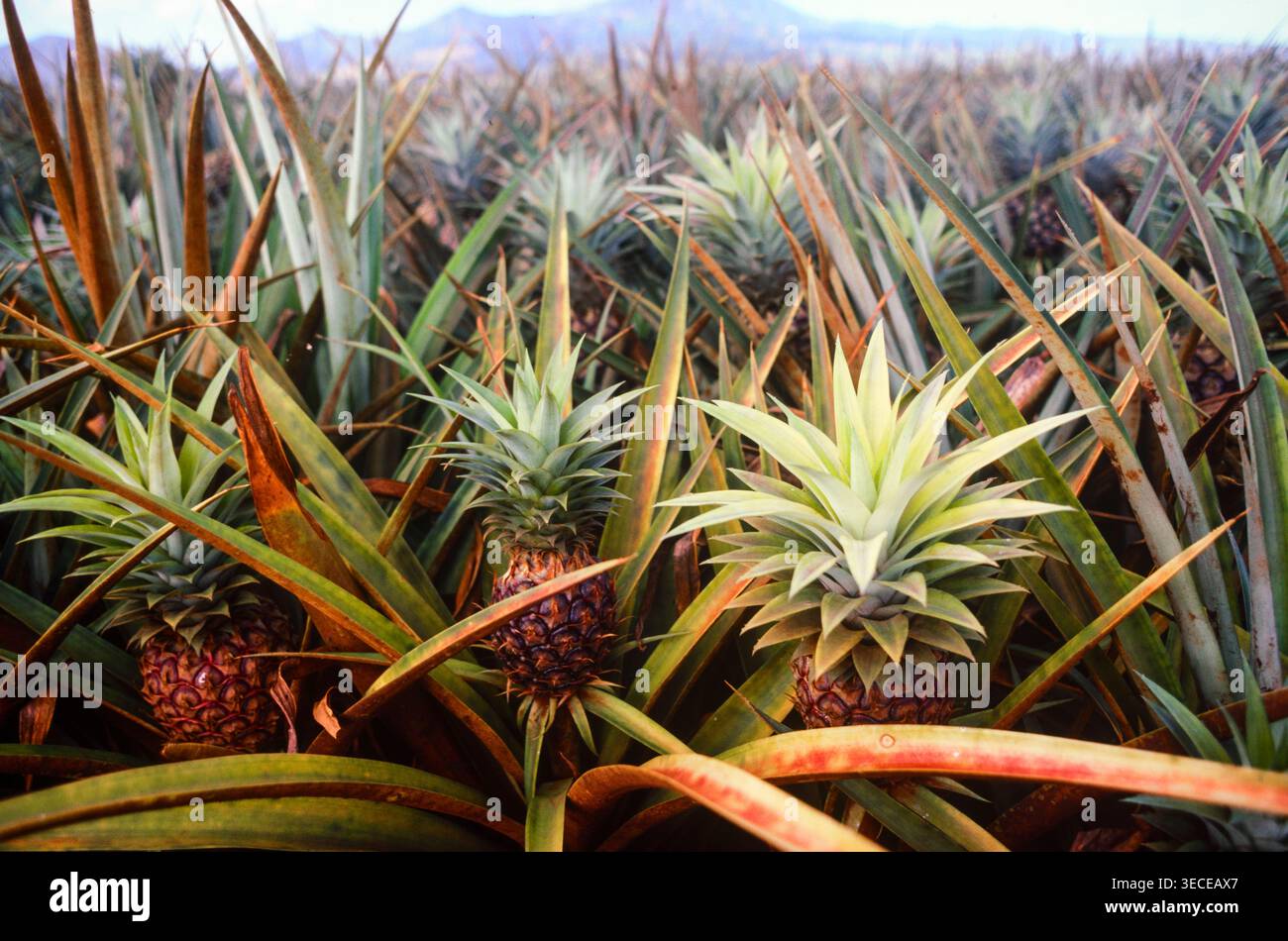 Eine Ananasfarm auf Maui Island, Hawaii, USA Stockfoto