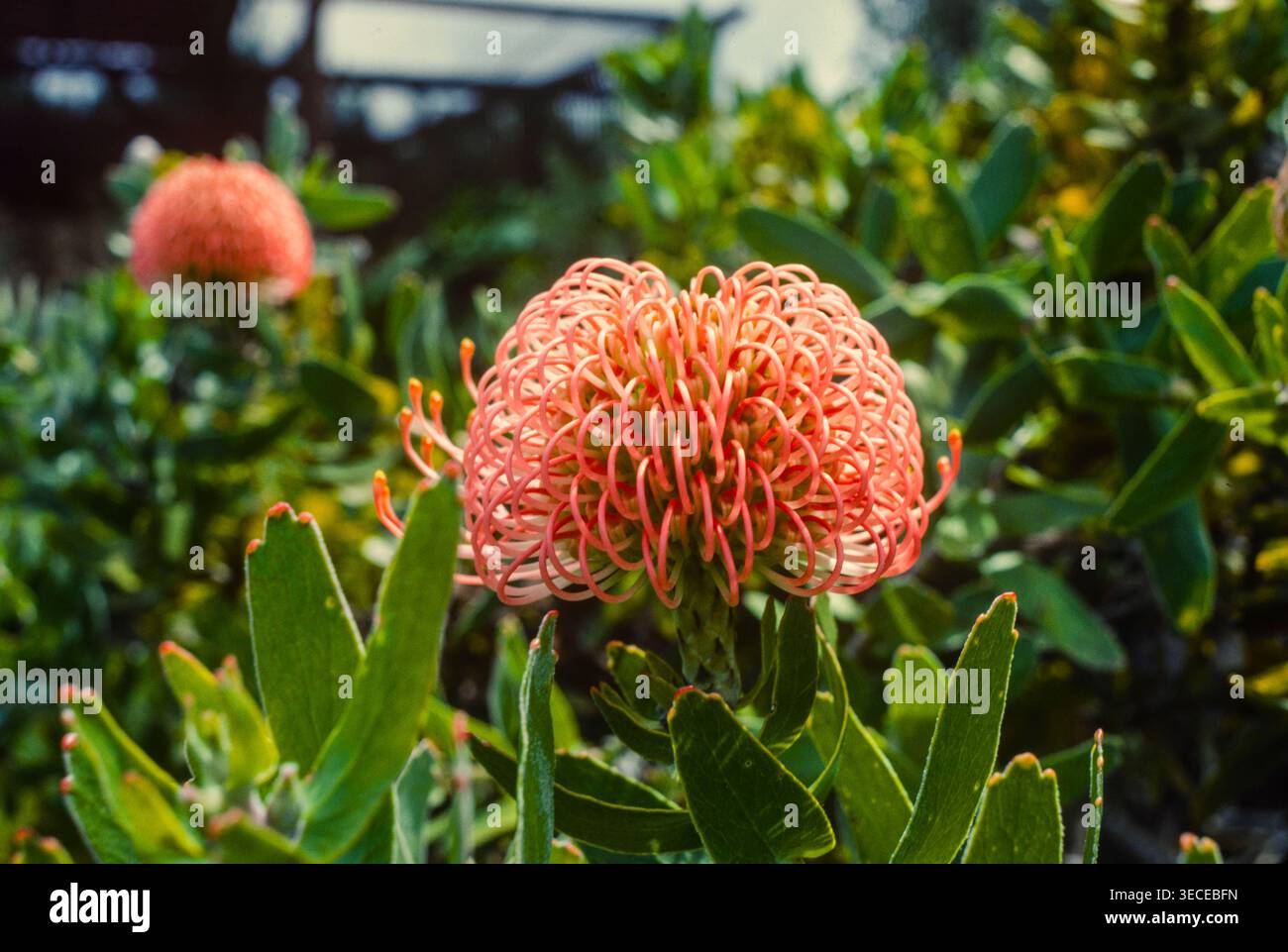 Ein Pincushion Protea, wahrscheinlich Leucospermum cordifolium, eine große Schnittblume auf Hawaii, weil sie gut halten und diesen beeindruckenden skulpturalen Look haben, Maui, Hawaii Stockfoto