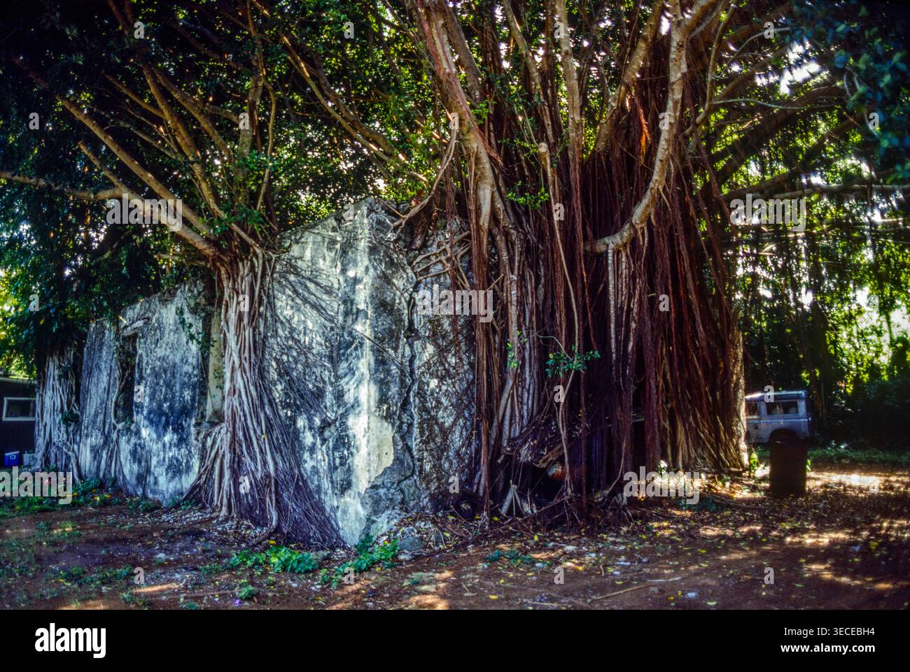 Ein Banyan-Baum, Ficus benghalensis, wächst neben den Ruinen eines alten Gebäudes, Maui, Hawaii. Stockfoto